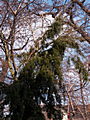 Juniperus communis Horstmann IMG_4562 Jałowiec pospolity